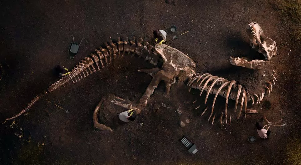 O que nos dizem os fósseis?