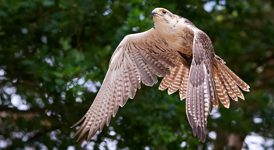 Como os pássaros voam? Parte 1
