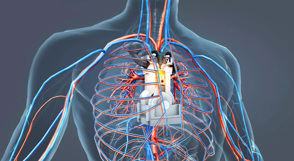 El motor del organismo humano