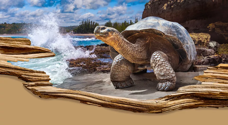 As espécies com maior longevidade