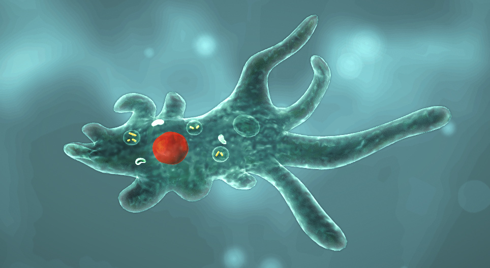 Ameba proteus