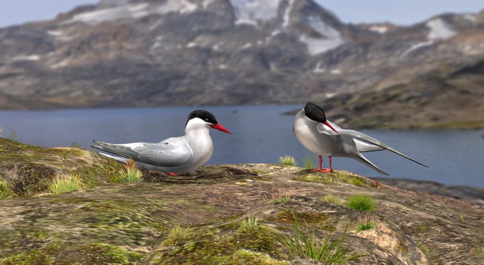 Andorinha-do-mar-ártica