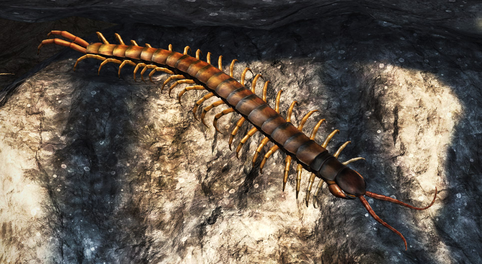 Escolopendra