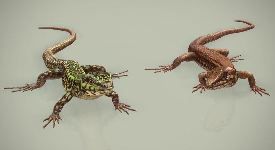 Lagarto de parede maltês