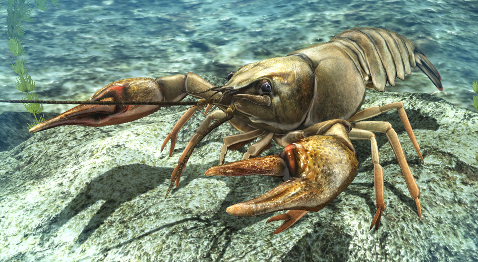 Lagostim de água doce