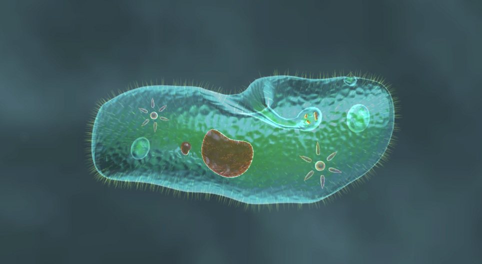 Paramecium caudatum