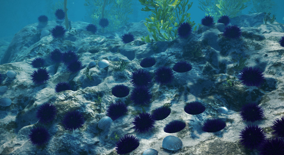 Ouriço-do-mar-púrpura