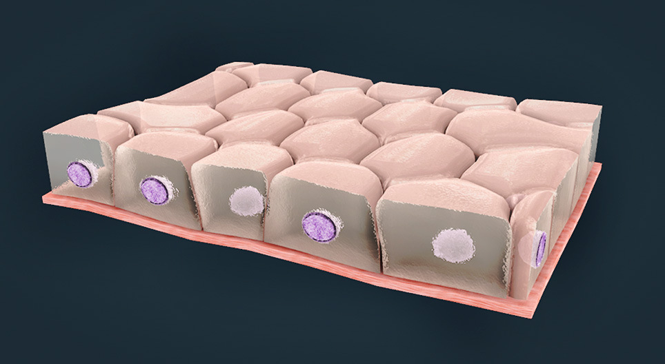 Tipos de tecido epitelial