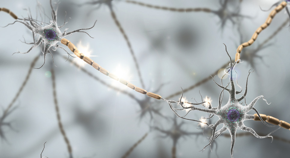 Transmissão sináptica