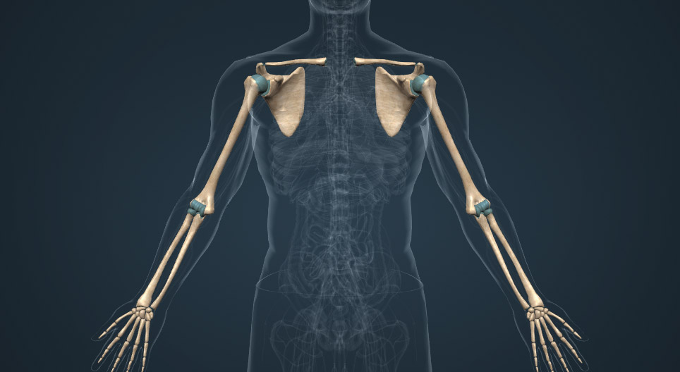 Ossos dos membros superiores