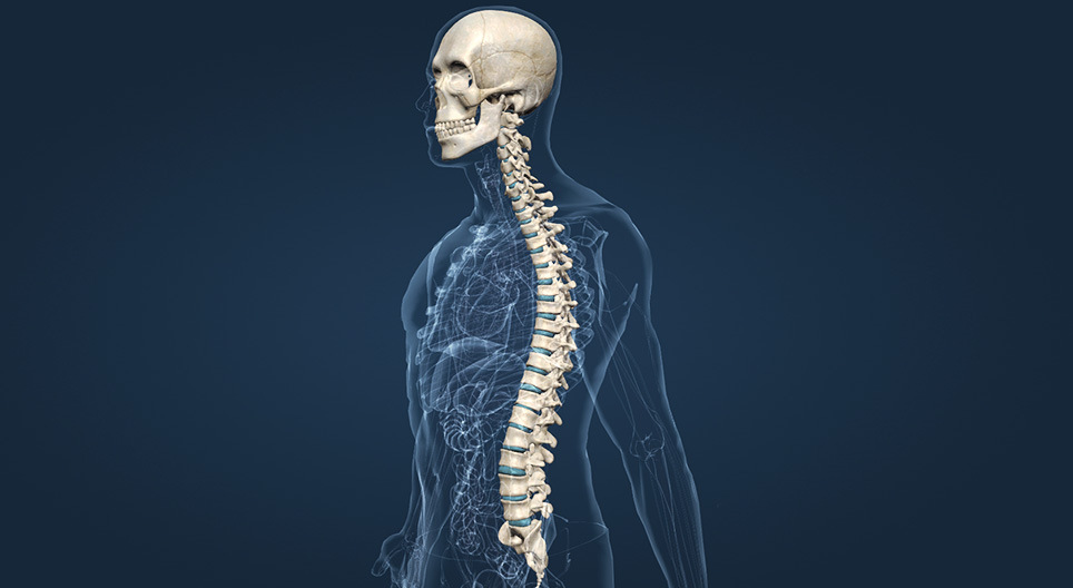 O crânio e a coluna