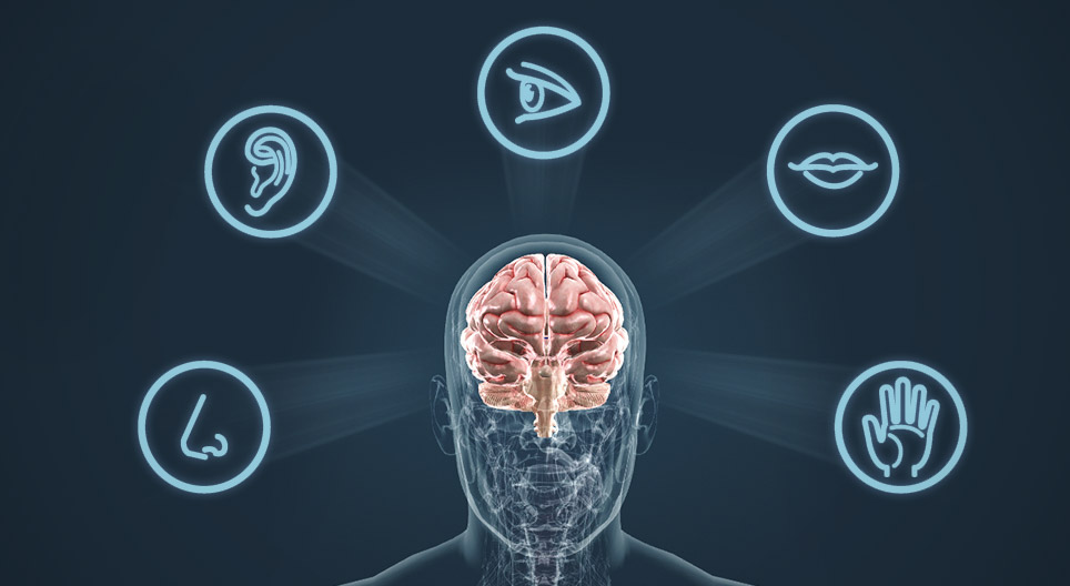 Os órgãos sensoriais