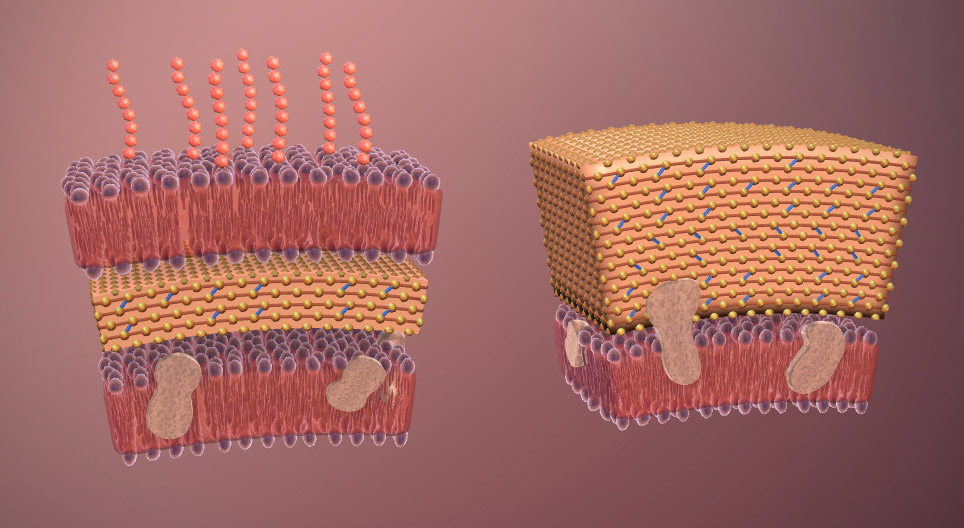 Bactérias (avançado)