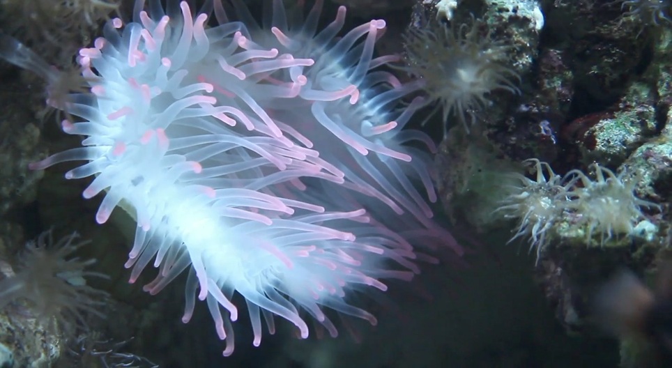 Vídeos educacionais